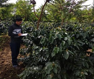 Karo Sudah Beralih Ke Kopi, Gayo Harus berbenah Diri