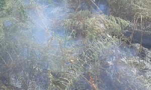 Dua Hektar lebih Lahan Gambut Terbakar di  Aceh Barat