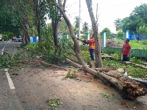 Pohon Tumbang di Jalan Banda Aceh-Medan
