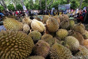 Serunya Menikmati Durian di Air Terjun Reje Ilang Bener Meriah