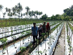 Babinsa Desa Nya Kunjungi Kebun Cabai di Desa Binaan