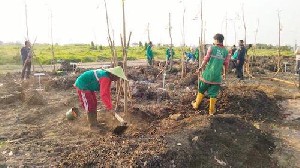 DKRTH Surabaya bersama Groen Indonesia Menanam 300 Pohon Sepatudea