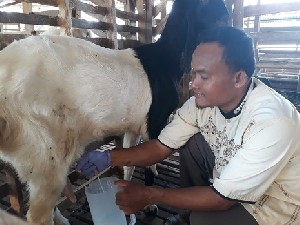 Pengusaha Susu Kambing Etawa di Aceh Tamiang Banjir Pesanan