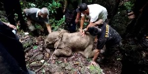 Anak Gajah Betina Ditemukan Terjerat Tali Hutan Aceh Timur