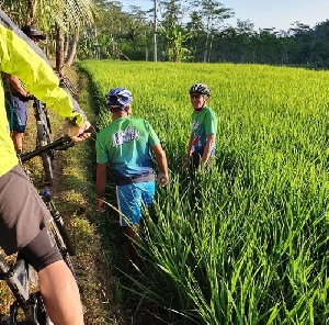 Sangking Semangatnya Bersepeda, Sandiaga Uno Nyemplung ke Sawah