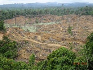 Habitat Gajah Sumatra Terancam Pembukaan Lahan Untuk Perkebunan Kelapa Sawit