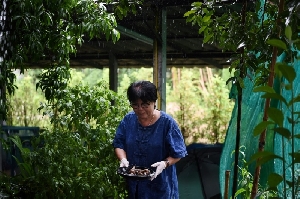Dulu Dibenci, Kini Lendir Siput Malah Membuat Petani Thailand Jadi Jutawan