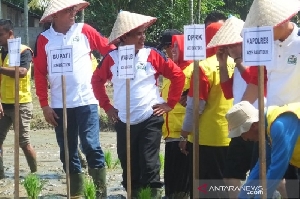 Gub Aceh Tanam Padi Perdana di Abdya