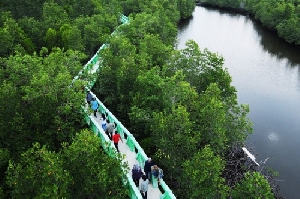 Hutan Mangrove Langsa Terlengkap di Asia Tenggara