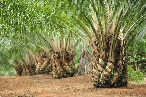 Pemerintah Alokasikan Dana Rp25 Juta/Hektare Buat Petani Sawit