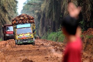 Ini Penyebab Harga Jual TBS Sawit Aceh Masih Rendah