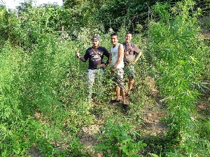 Satres Narkoba Polres Aceh Timur Berhasil Temukan Ladang Ganja