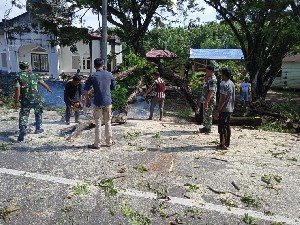 Warga dan TNI Tumbangkan Pohon Tua Pinggir Jalan