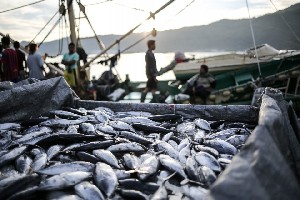 Indonesia Ajak Thailand Tanam Modal di Sektor Pengolahan Tuna Loin