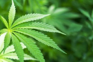 Cannabis Aceh Bermanfaat Bagi Dunia Medis